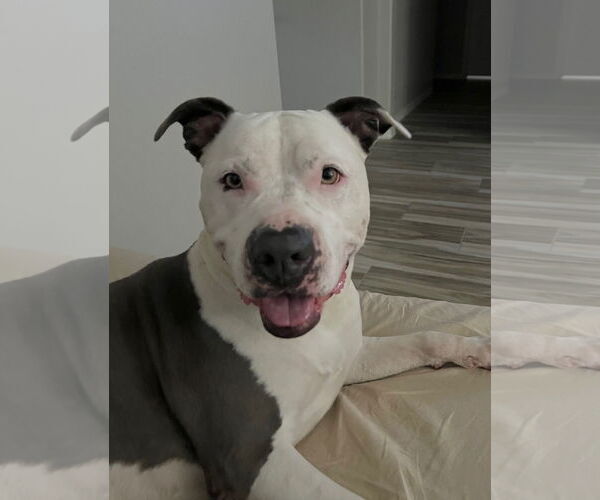 Medium Photo #6 American Pit Bull Terrier-American Staffordshire Terrier Mix Puppy For Sale in phoenix, AZ, USA