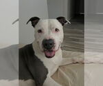 Small #5 American Pit Bull Terrier-American Staffordshire Terrier Mix