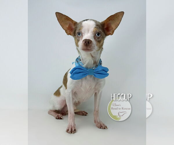 Medium Photo #2 Chihuahua Puppy For Sale in Benton, LA, USA
