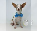 Small #1 Chihuahua