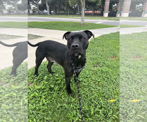 Mutt Dogs for adoption in Sanford, FL, USA