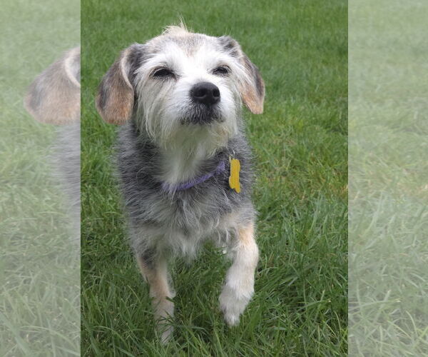 Medium Photo #10 Mutt Puppy For Sale in Sandy, UT, USA