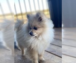 Small Photo #1 Pomsky Puppy For Sale in MILESVILLE, SD, USA