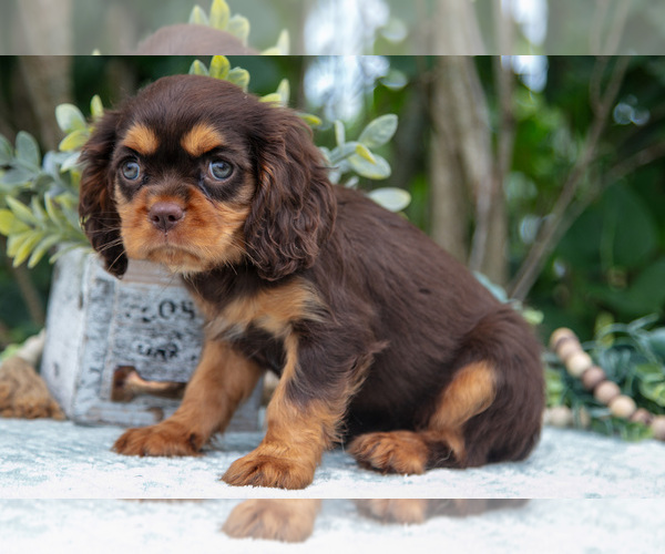 Medium Photo #46 Cavalier King Charles Spaniel Puppy For Sale in SALEM, IN, USA