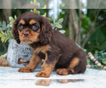 Small Photo #46 Cavalier King Charles Spaniel Puppy For Sale in SALEM, IN, USA