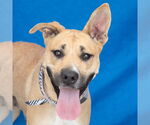 Small Black Mouth Cur