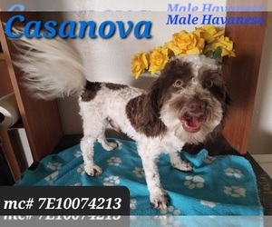 Father of the Havanese puppies born on 12/15/2023