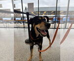Small #7 Doberman Pinscher Mix