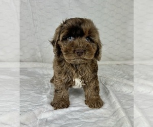 Cockapoo Puppy for sale in FRANKLIN, IN, USA