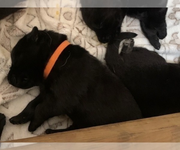 Medium Photo #1 German Shepherd Dog Puppy For Sale in BOKOSHE, OK, USA