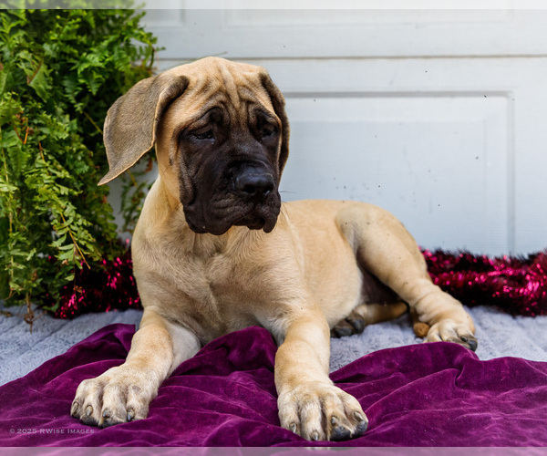 Medium Photo #4 Mastiff Puppy For Sale in WAKARUSA, IN, USA