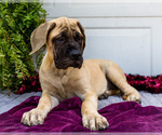 Small #3 Mastiff
