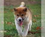 Small #1 Shiba Inu