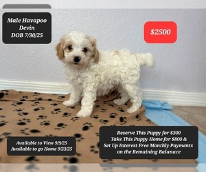 Poovanese Puppy for sale in TUCSON, AZ, USA