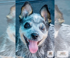 Australian Cattle Dog Puppy for sale in ESCONDIDO, CA, USA