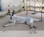 Small #6 Red Heeler Mix