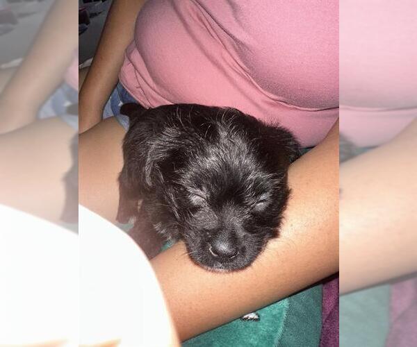 Medium Photo #1 Mutt Puppy For Sale in San Antonio, TX, USA