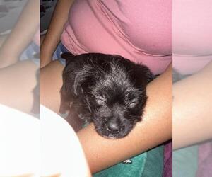 Mutt Dogs for adoption in San Antonio, TX, USA
