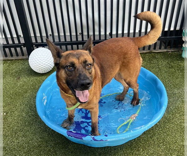 Medium Photo #1 German Shepherd Dog-Unknown Mix Puppy For Sale in Waco, TX, USA