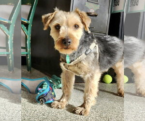 Mutt Dogs for adoption in St. Louis Park, MN, USA