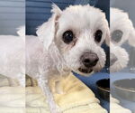 Small #1 Bichon Frise Mix