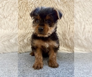 Yorkshire Terrier Puppy for sale in FAIR HAVEN, MI, USA