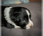 Puppy Zig Zig Border Collie-Papillon Mix