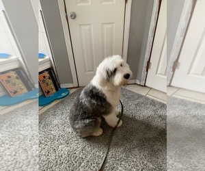 Mother of the Old English Sheepdog puppies born on 09/21/2022