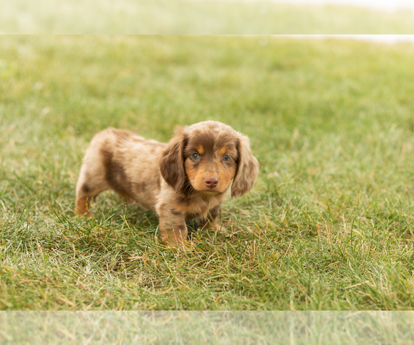 Medium Photo #3 Dachshund Puppy For Sale in NAPPANEE, IN, USA