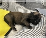Small Photo #264 Belgian Malinois Puppy For Sale in REESEVILLE, WI, USA