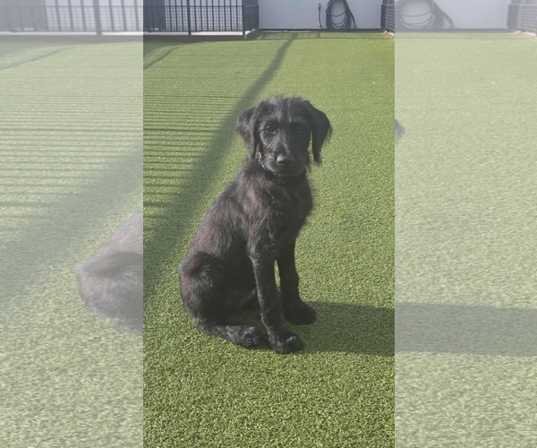 Medium Photo #5 Labradoodle Puppy For Sale in Valrico, FL, USA