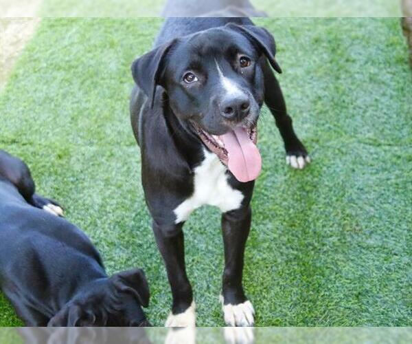 Medium Photo #1 Labrador Retriever-Unknown Mix Puppy For Sale in Tallahassee, FL, USA