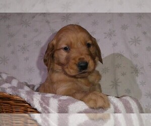 Medium Golden Retriever