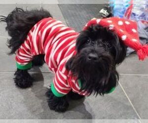 YorkiePoo Puppy for sale in VALPARAISO, IN, USA