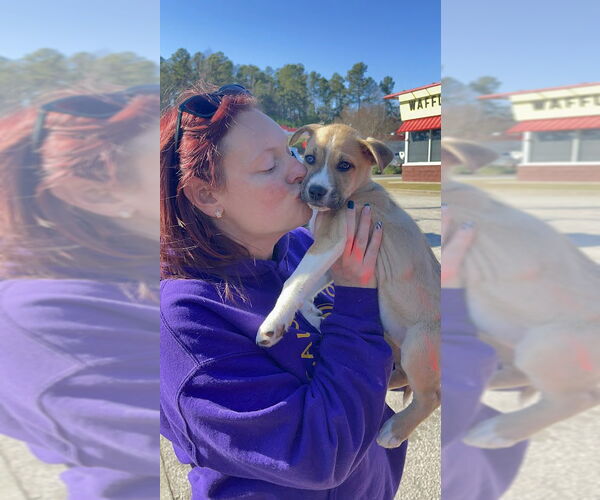 Medium Photo #8 Siberian Husky-Unknown Mix Puppy For Sale in Shermans Dale, PA, USA