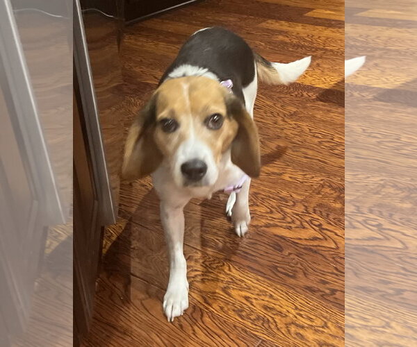 Medium Photo #2 Beagle-Unknown Mix Puppy For Sale in Germantown, OH, USA