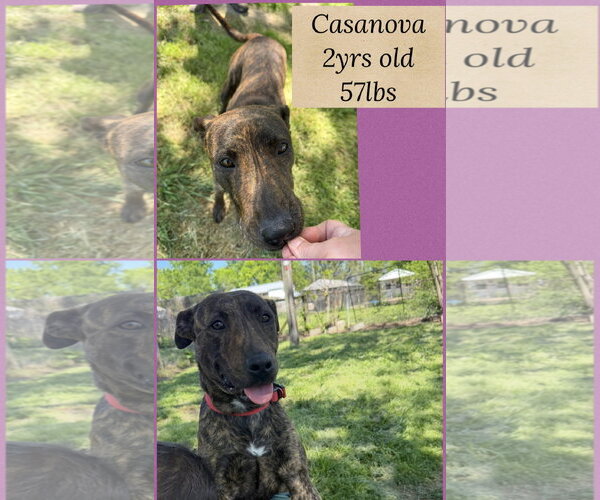 Medium Photo #1 American Pit Bull Terrier-Unknown Mix Puppy For Sale in Woodbury, NY, USA