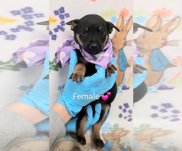 Medium Photo #1 Labrador Retriever-Unknown Mix Puppy For Sale in SHERBURNE, NY, USA