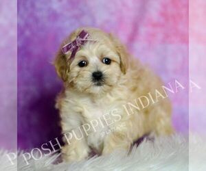 Maltipoo (Miniature) Puppy for Sale in WARSAW, Indiana USA