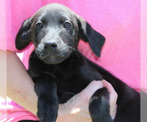 Mutt Dogs for adoption in Prattville, AL, USA
