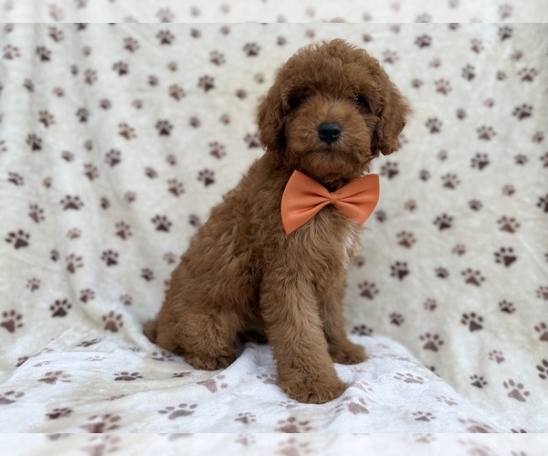 Medium Photo #6 Cock-A-Poo Puppy For Sale in LAKELAND, FL, USA