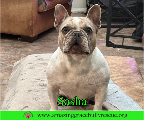 Medium Photo #1 French Bulldog Puppy For Sale in Milton, FL, USA