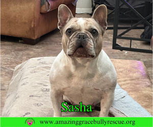 French Bulldog Dogs for adoption in Milton, FL, USA