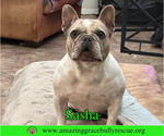Small French Bulldog