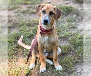 Wishbone - Male Mutt Dog for Adoption - Photo #4