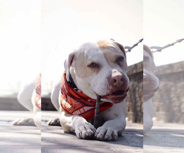Medium Photo #21 Mutt Puppy For Sale in Philadelphia, PA, USA