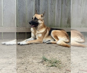 Father of the German Shepherd Dog puppies born on 09/25/2025
