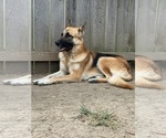 Small Photo #1 German Shepherd Dog Puppy For Sale in SPRINGFIELD, IL, USA