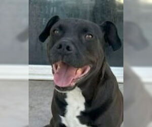 Medium Labrador Retriever Mix
