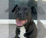 Small Labrador Retriever Mix